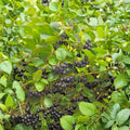12 Unrooted Cuttings Black Chokeberry Aronia melanocarpa Hardy Shrub