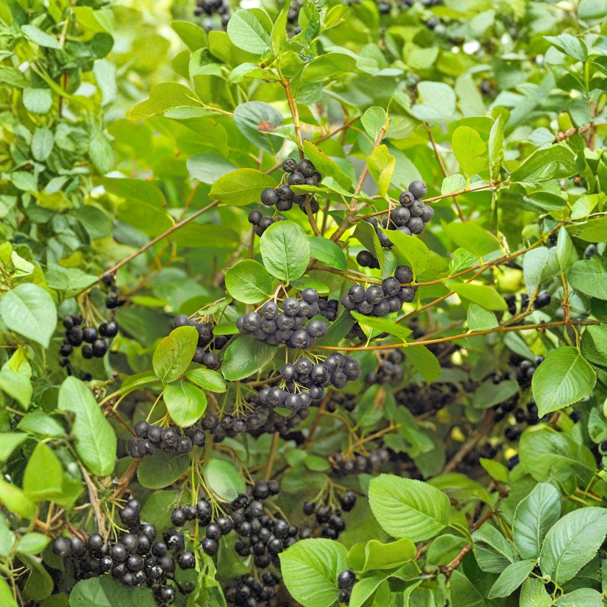 12 Unrooted Cuttings Black Chokeberry Aronia melanocarpa Hardy Shrub