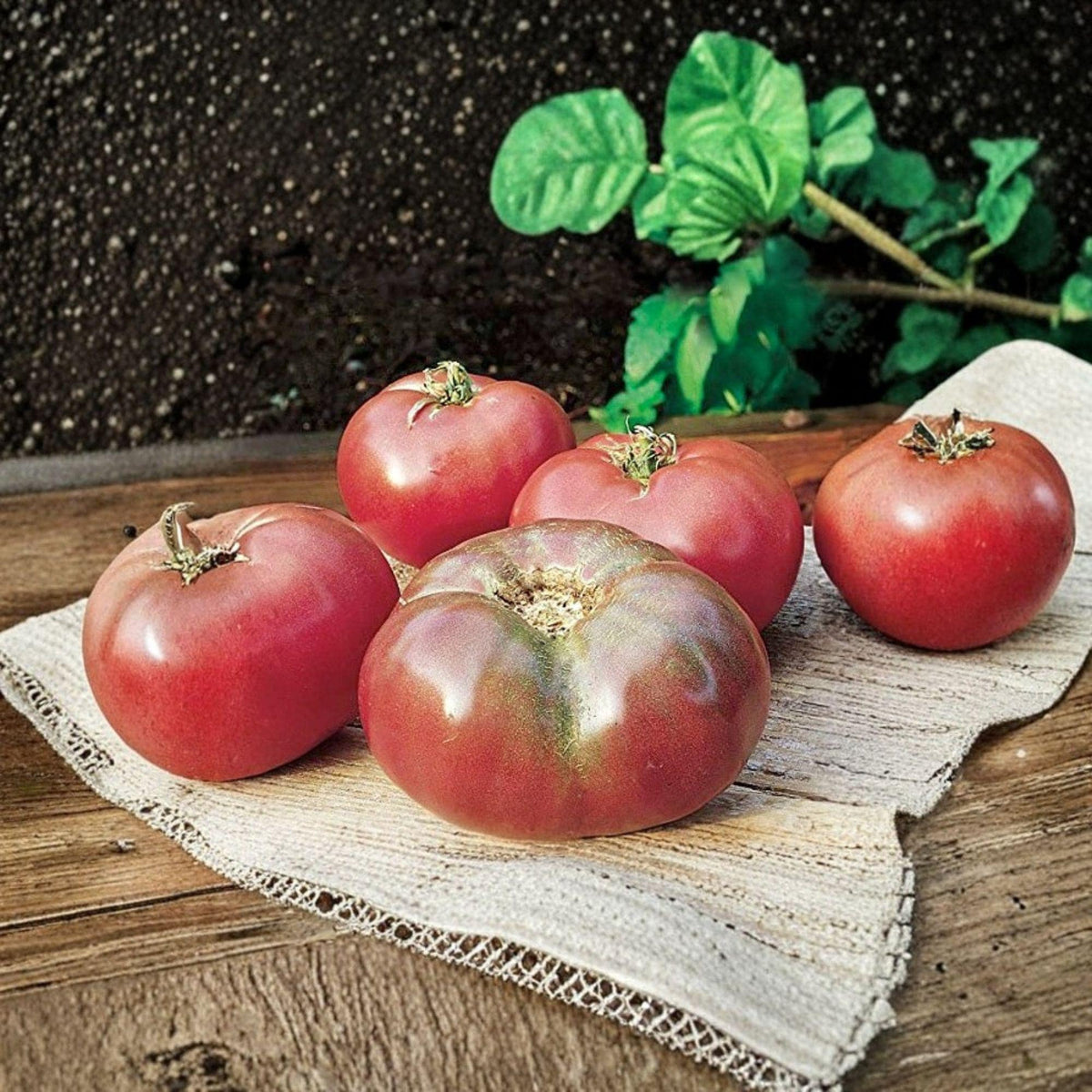 2 Live Plants Cherokee Purple Tomato 4–6 Inches Heirloom Slicing Tomato