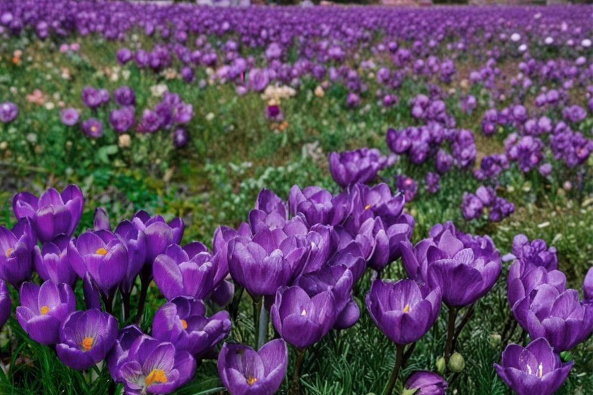 20 Crocus Record Bulbs Crocus vernus Spring Flowering