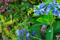 10 Seeds Virginia Bluebells Mertensia virginica Perennial Shade Wildflower
