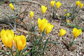 20 Crocus Bulbs Golden Yellow Flowering