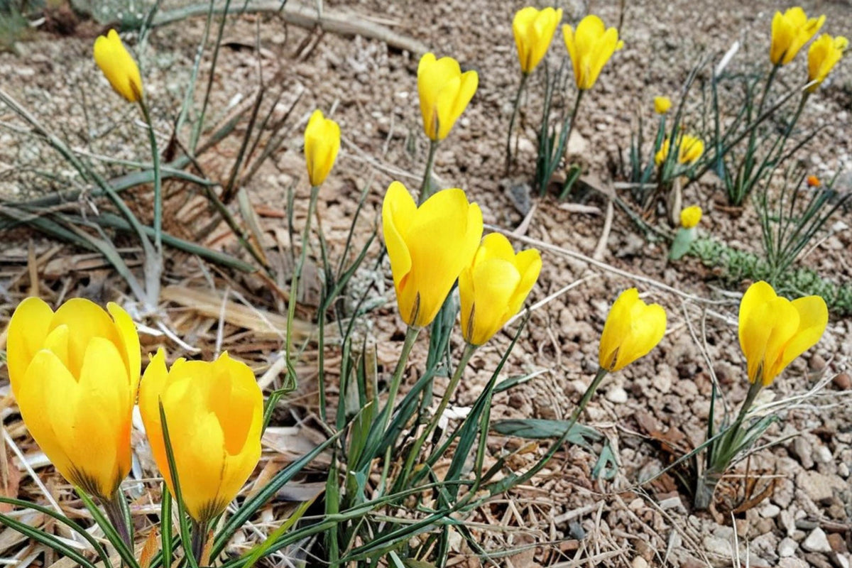 20 Crocus Bulbs Golden Yellow Flowering
