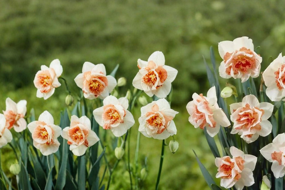 10 Bulbs Replete Double Daffodil Narcissus Live Bulbs