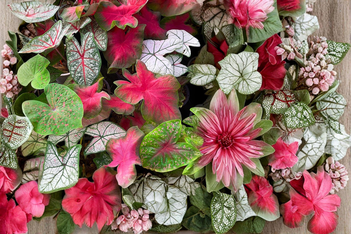 10 Caladium Bulbs Mixed Varieties Colorful Foliage Shade Garden Tropical Potted Plant