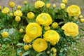 20 Bulbs Yellow Ranunculus Persian Buttercup Live Flower Bulbs for Spring Planting
