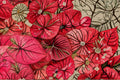 6 Caladium Bulbs Crimson Sky – Vibrant Pink-Red Heart-Shaped Leaves for Shade Gardens, Containers, and Borders