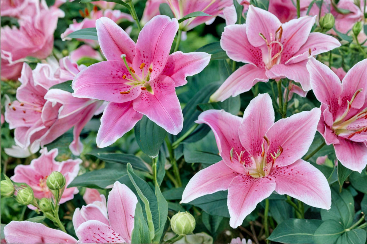 3 Bulbs Sorbonne Oriental Lily Lilium Fragrant Pink Flowers Perennial