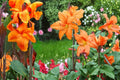 3 Bulbs Wyoming Canna Lily Canna