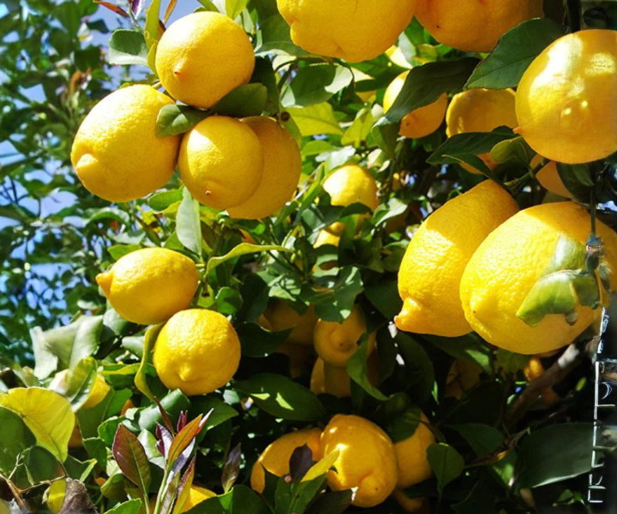 Harvey Lemon Tree Grafted Citrus Plant Live 24 Inch Tropical Fruit Indoor Outdoor