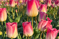 50 Bulbs Tom Pouce Tulip Tulipa