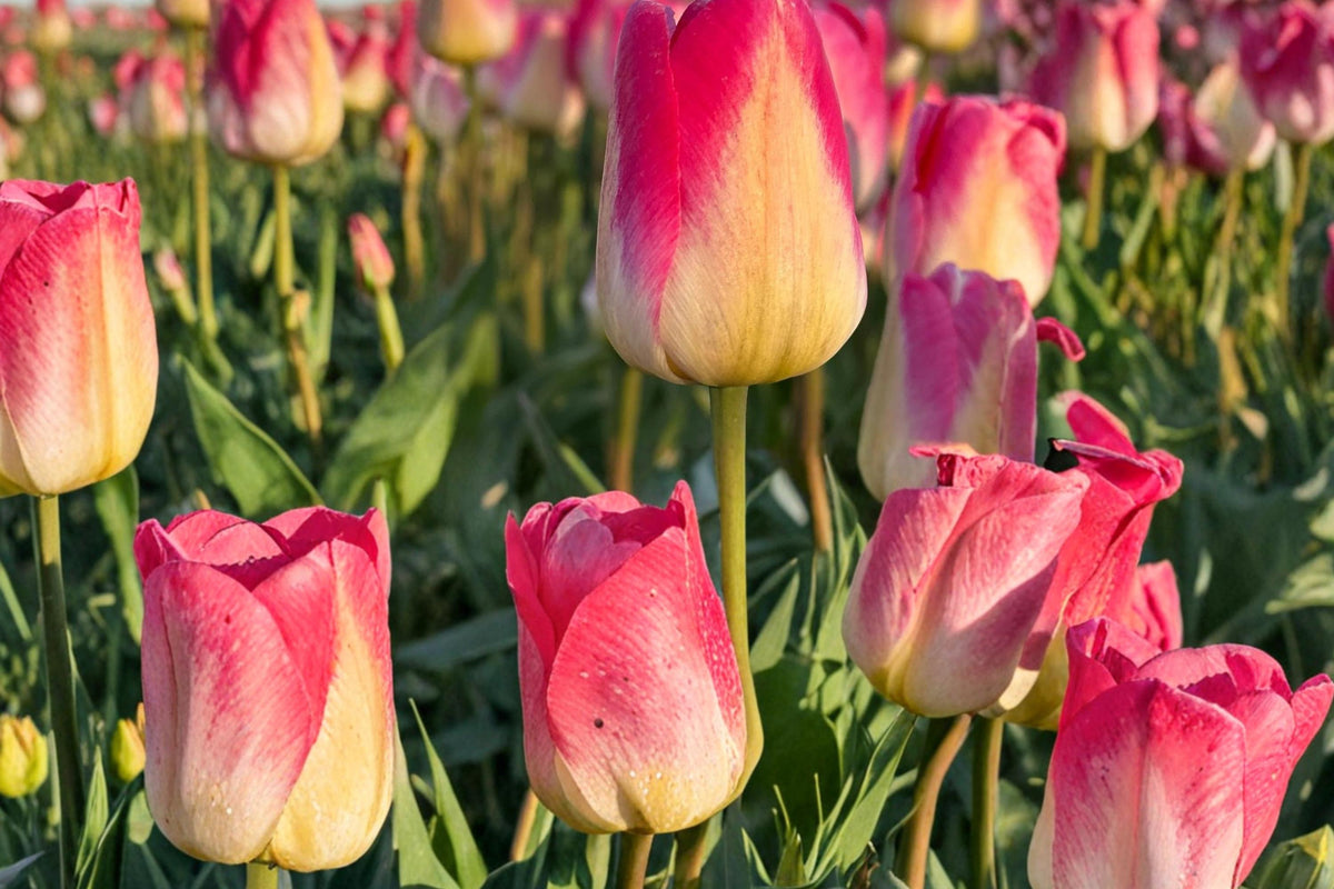 50 Bulbs Tom Pouce Tulip Tulipa
