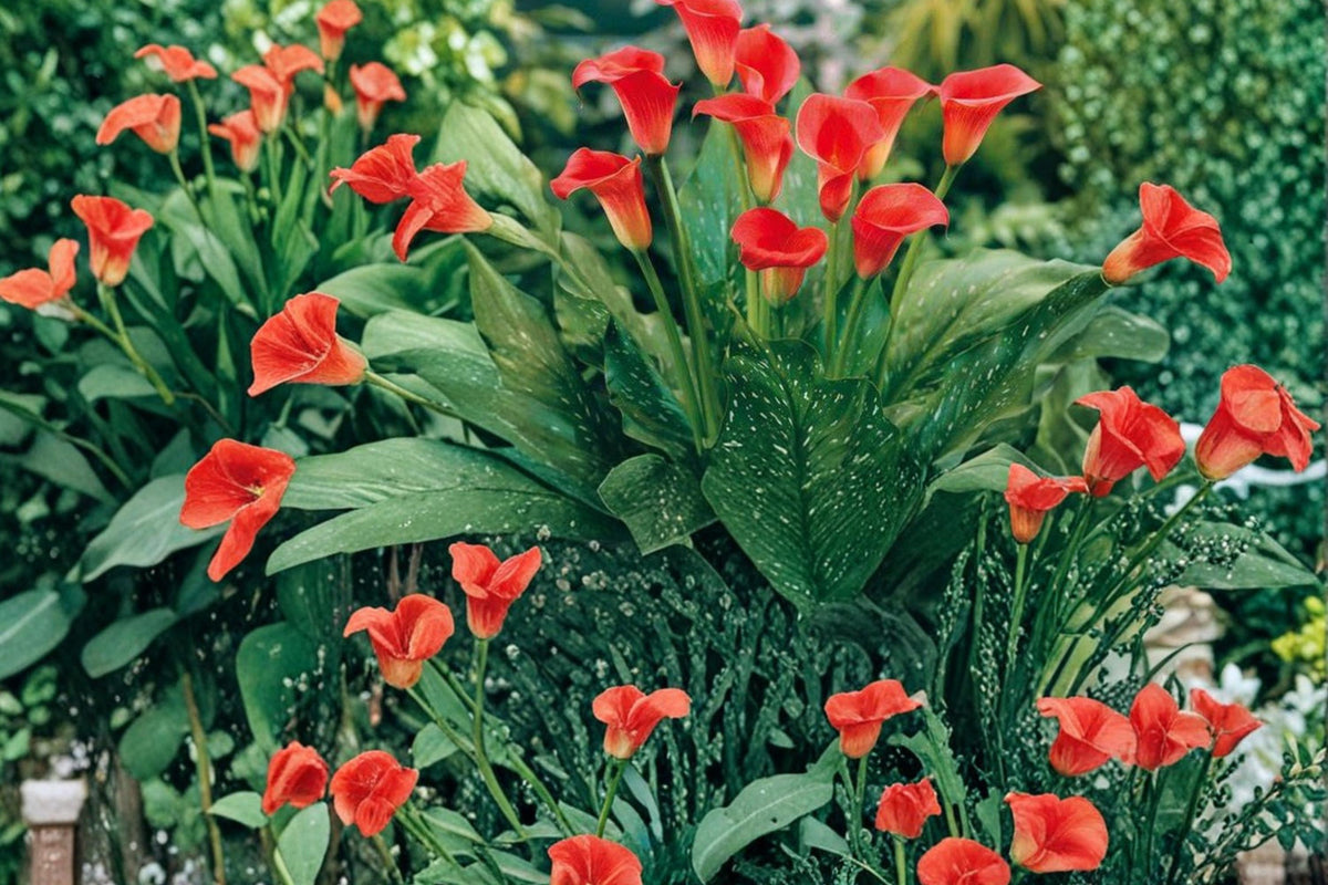3 Bulbs Majestic Red Calla Lily Zantedeschia