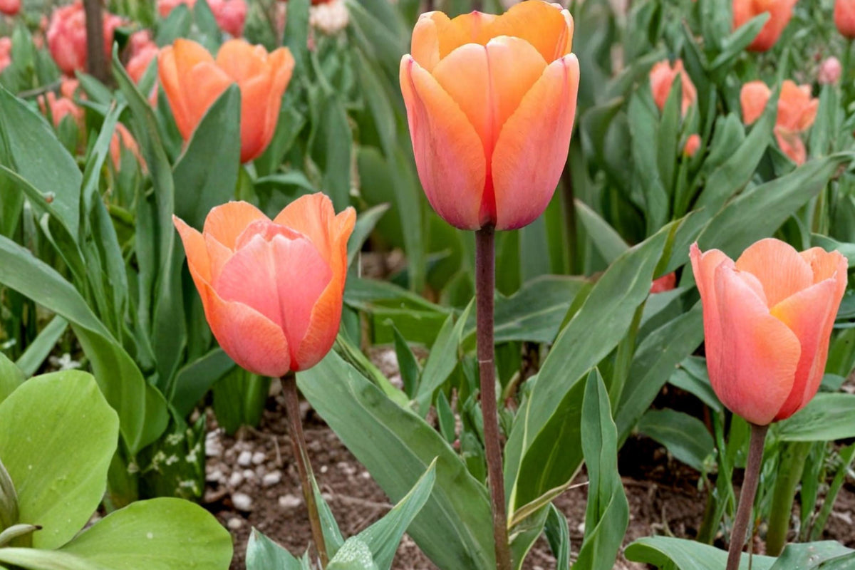 10 Bulbs Apricot Impression Tulip Tulipa Live Bulbs Spring Flowering Garden