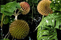 5 Seeds Soncoya Annona purpurea Tropical Fruit Tree