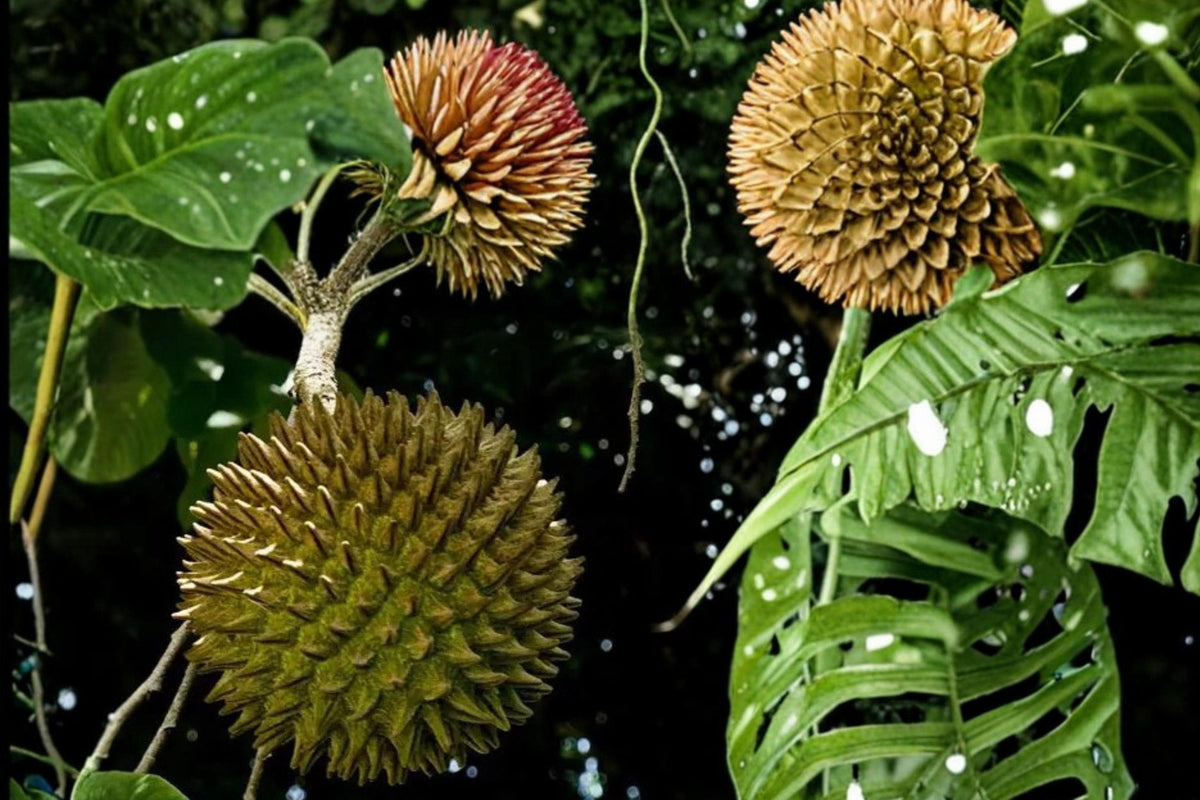 5 Seeds Soncoya Annona purpurea Tropical Fruit Tree