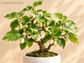 White Mulberry 5 Unrooted Cuttings 6 Inch Morus alba Cold Hardy Fruit Tree