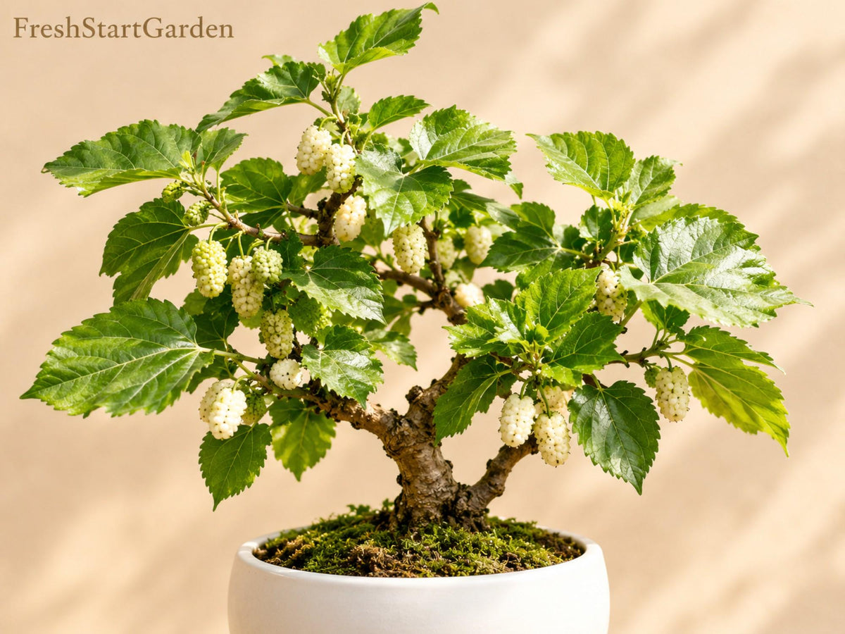 White Mulberry 5 Unrooted Cuttings 6 Inch Morus alba Cold Hardy Fruit Tree