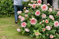 Monique Darve Rose 3 Cuttings – Rosa hybrid