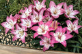 5 Bulbs Perfect Joy Asiatic Lily Lilium asiatica