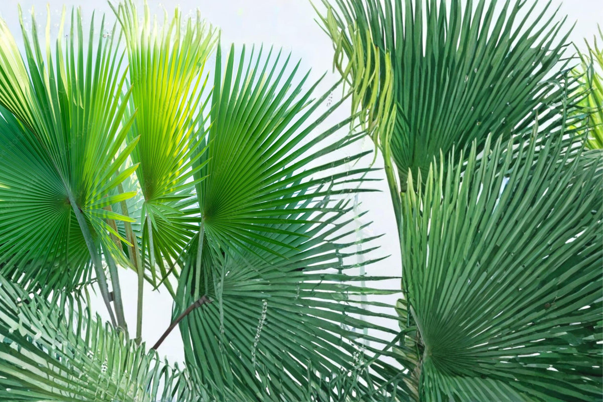 5 Seeds Fiji Fan Palm Pritchardia pacifica Tropical Ornamental Palm