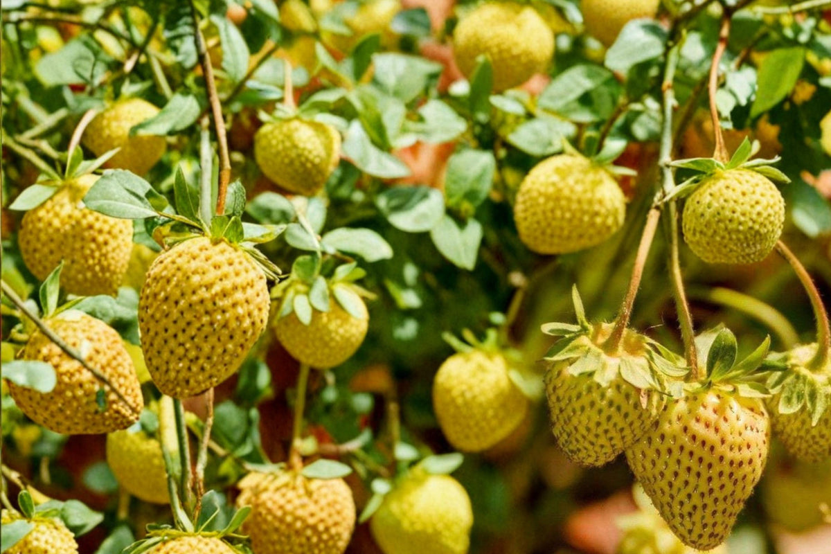 50 Seeds Yellow Alpine Strawberry Fragaria vesca Heirloom Fruit Garden