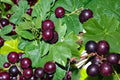5 Seeds Muscadine Grape Vitis rotundifolia