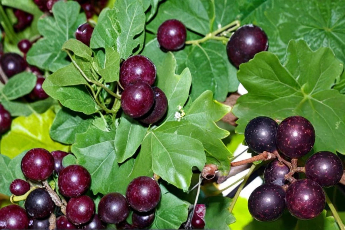 5 Seeds Muscadine Grape Vitis rotundifolia