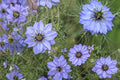 500 Seeds Love in a Mist Nigella damascena