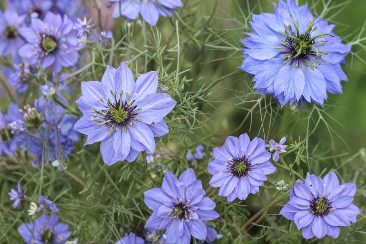 500 Seeds Love in a Mist Nigella damascena