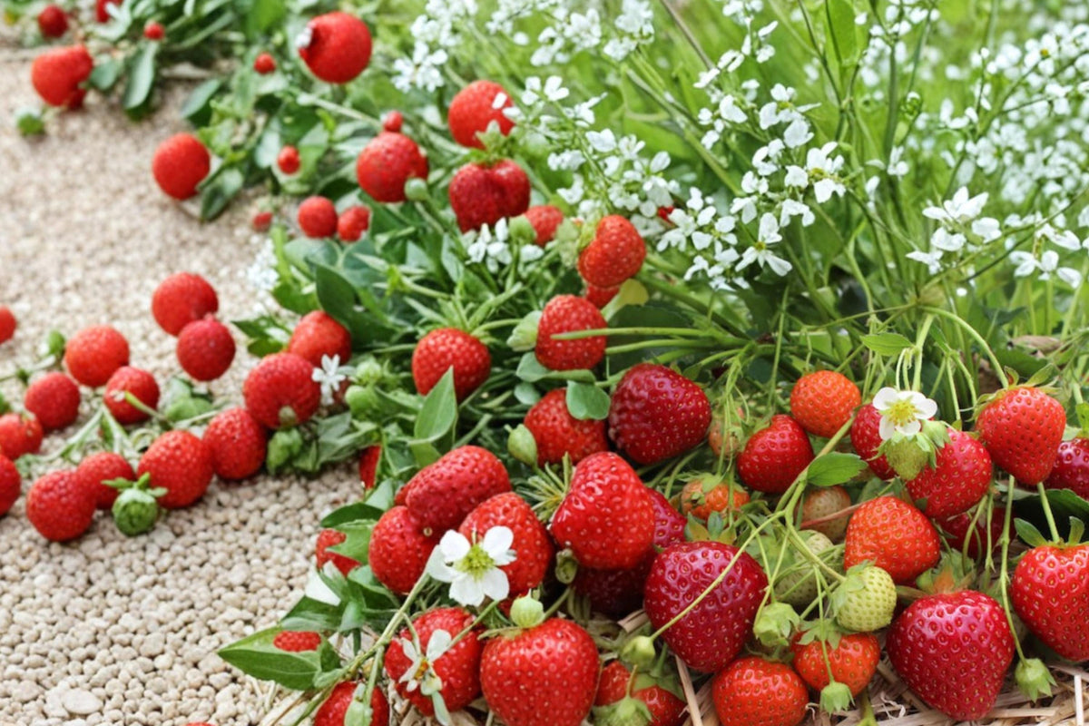 5 Rooted Plants Yambu Strawberry Fragaria x ananassa