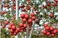 30 Seeds Thornless Hawthorn Crataegus crus-galli Hardy Ornamental Shrub Tree