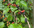 Dwarf Everbearing Mulberry Live Plants Set of 4 – Fast Growing Fruit Trees for Indoor & Outdoor