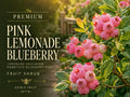 1 Pink Lemonade Blueberry Plant 3-4" Rabbiteye Fruit Shrub for Edible Gardens
