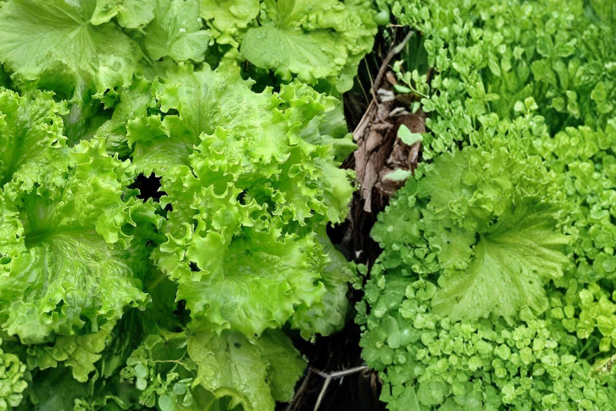 50 Seeds Muir Lettuce Lactuca sativa Crisp Heat Tolerant Garden Salad Greens
