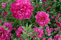 3 Roots Karl Rosenfield Peony Paeonia lactiflora Live Roots