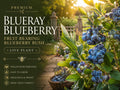 2 Blueberry Seedlings Live Plants – Vaccinium corymbosum Fruit Bearing Garden Bush