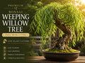 Weeping Willow Thick Trunk Cutting - Salix babylonica Dwarf Bonsai Starter Live Plant