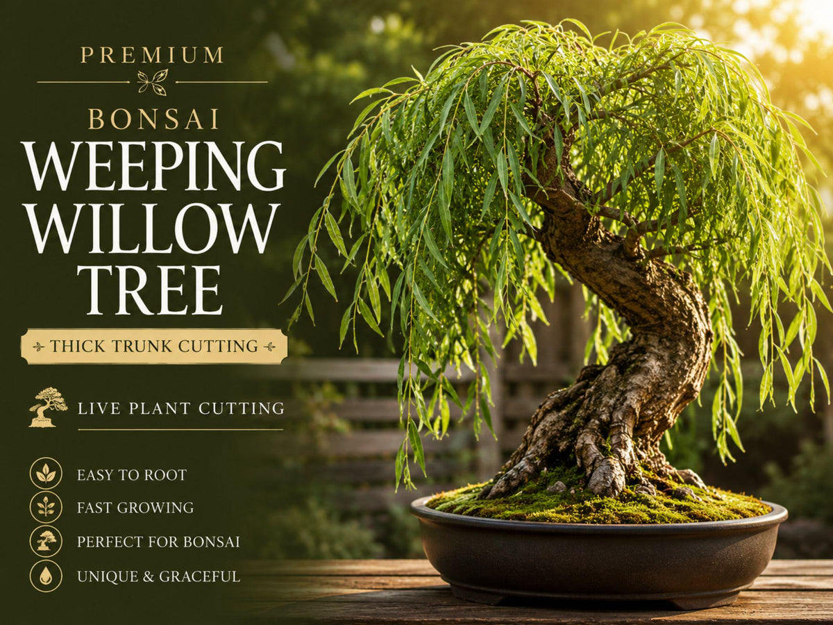Weeping Willow Thick Trunk Cutting - Salix babylonica Dwarf Bonsai Starter Live Plant