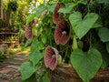 30 Aristolochia Tomentosa Seeds - Heirloom Dutchman's Pipevine Vine