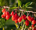 Goji Berry Live Plants Set of 4 Wolfberry Fruit Trees for Indoor Outdoor Garden