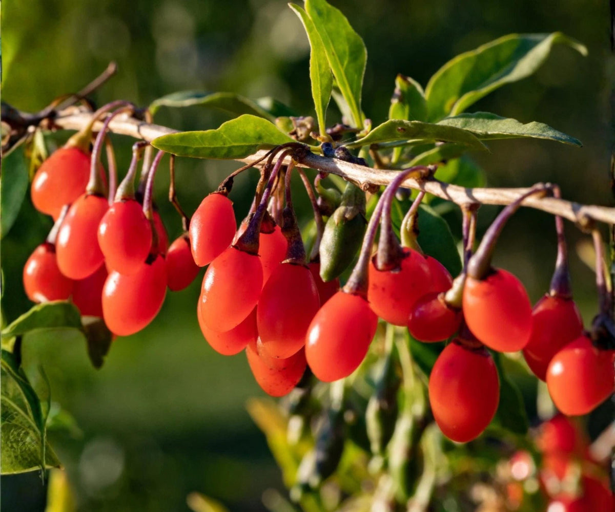 Goji Berry Live Plants Set of 4 Wolfberry Fruit Trees for Indoor Outdoor Garden