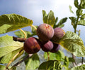 Chicago Hardy Fig Tree Live Plants Set of 4 Starter Fruit Trees for Outdoor Garden