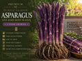 5 Purple Passion Asparagus Bare Root Crowns - Asparagus officinalis 2yr Garden Vegetable