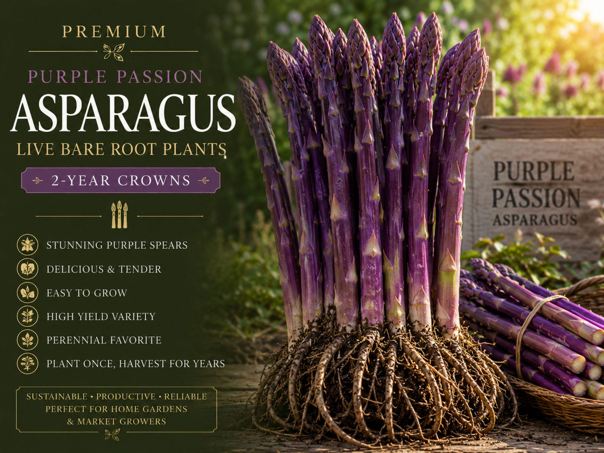 5 Purple Passion Asparagus Bare Root Crowns - Asparagus officinalis 2yr Garden Vegetable