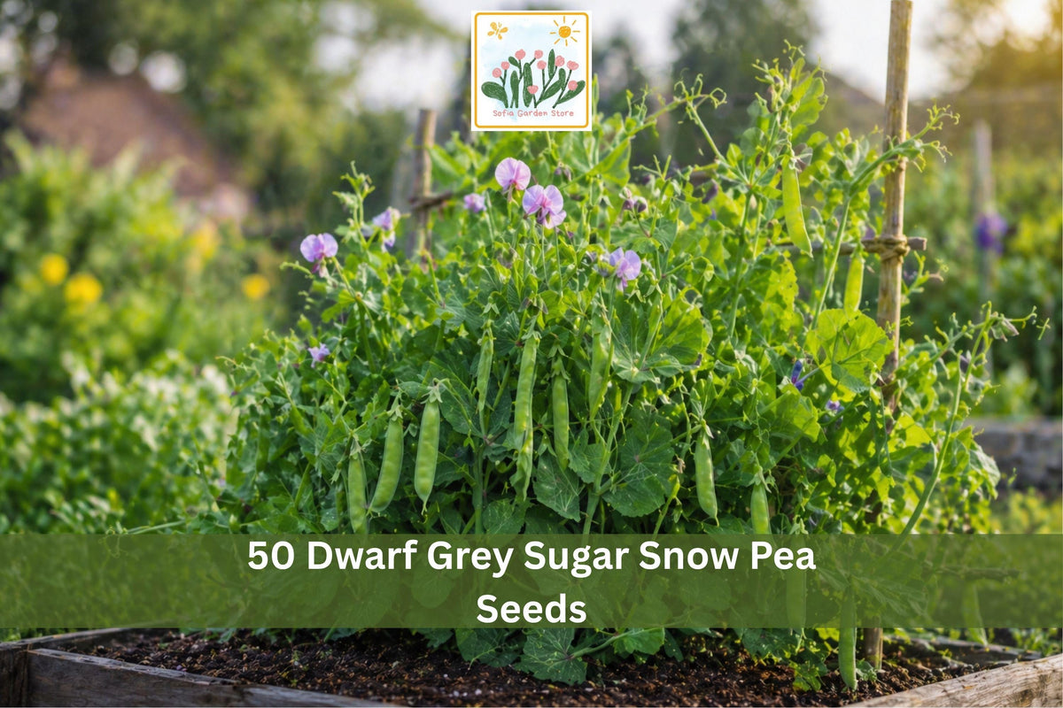 50 Dwarf Grey Sugar Snow Pea Seeds Heirloom Cool Season Vegetable Garden
