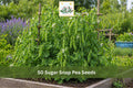 50 Sugar Snap Pea Seeds Edible Pod Vegetable Pisum Sativum Garden Trellis