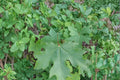 30 Seeds Bigleaf Maple Acer macrophyllum Shade Tree