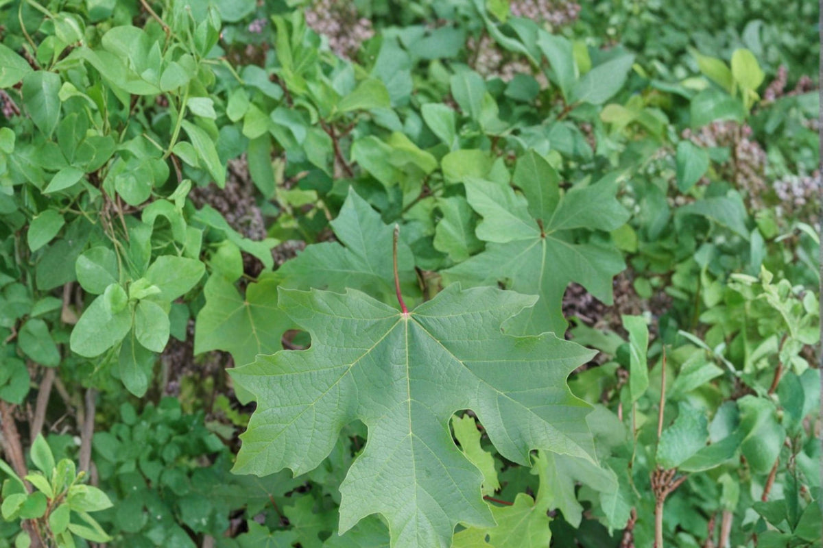 30 Seeds Bigleaf Maple Acer macrophyllum Shade Tree