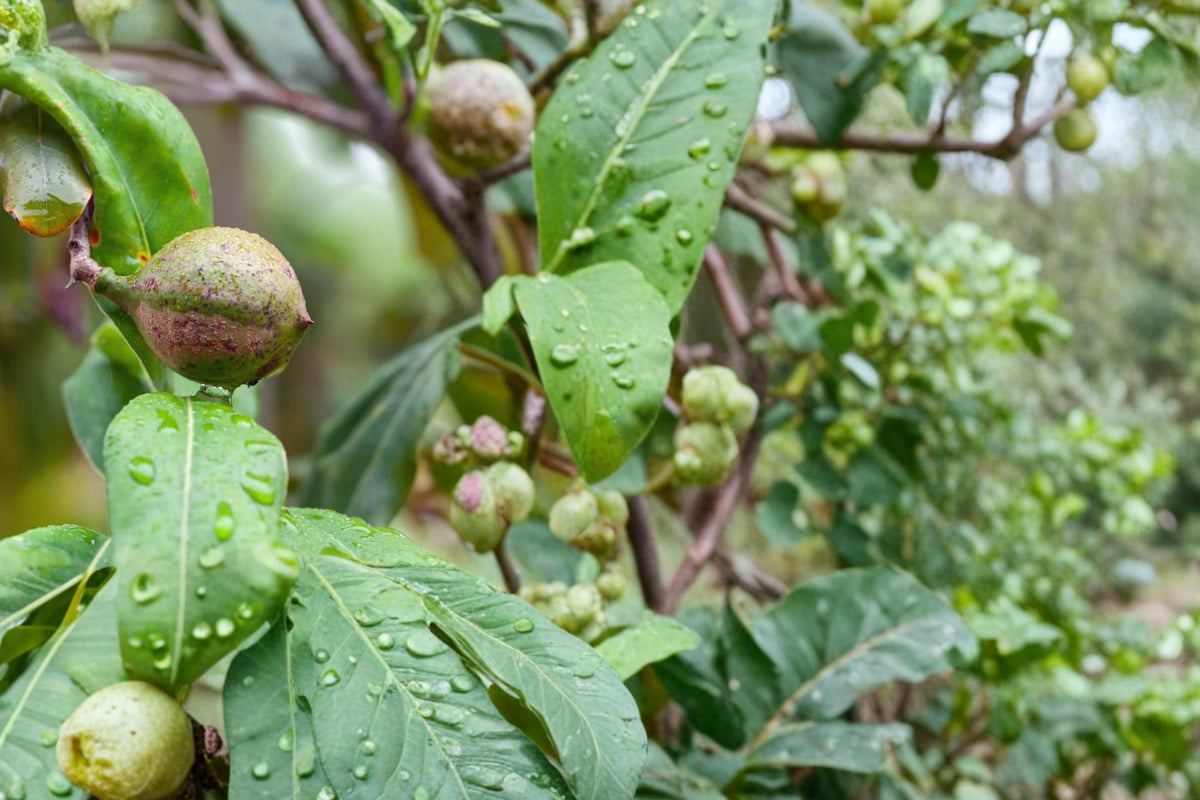 5 Seeds Macadamia Nut Tree M. integrifolia Tropical Evergreen Nut Tree